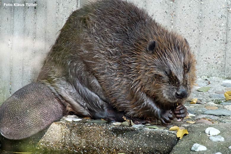 Europäischer Biber am 18. September 2020 auf der Außenanlage im Zoo Wuppertal (Foto Klaus Tüller)