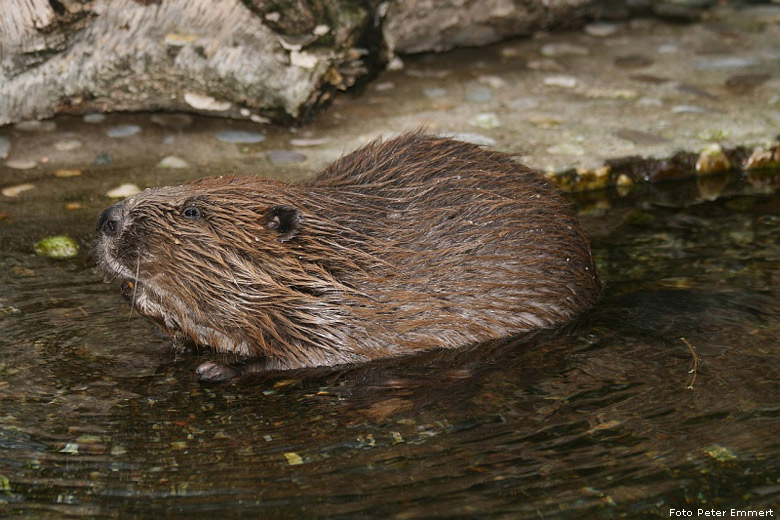 Kanadischer Biber im Zoo Wuppertal im Dezember 2006 (Foto Peter Emmert)