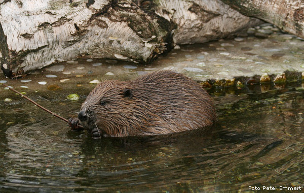 Kanadischer Biber im Wuppertaler Zoo im Dezember 2006 (Foto Peter Emmert)