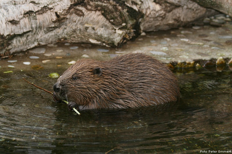 Kanadischer Biber im Wuppertaler Zoo im Dezember 2006 (Foto Peter Emmert)