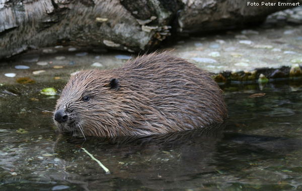 Kanadischer Biber im Wuppertaler Zoo im Dezember 2006 (Foto Peter Emmert)