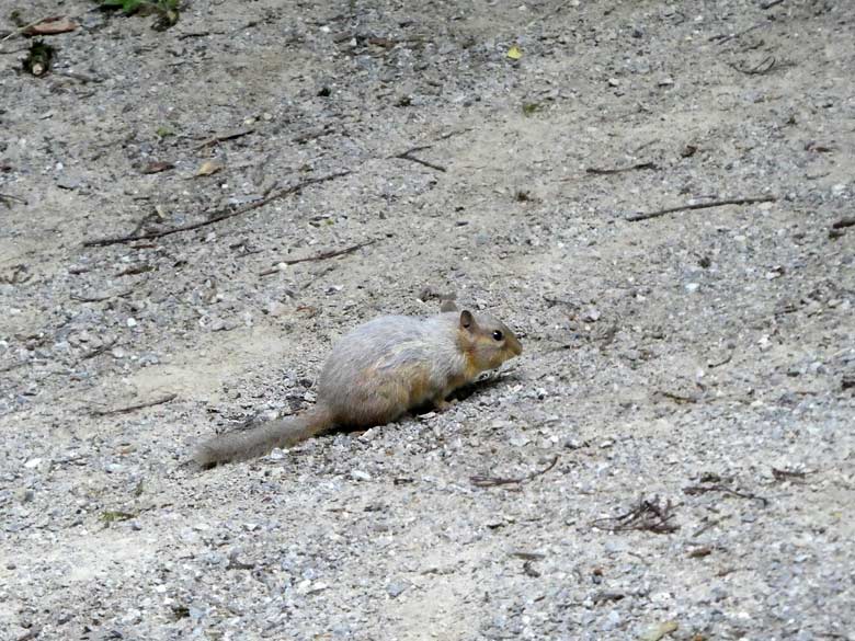 Erdhörnchen am 25. Juni 2017 im Zoologischen Garten der Stadt Wuppertal