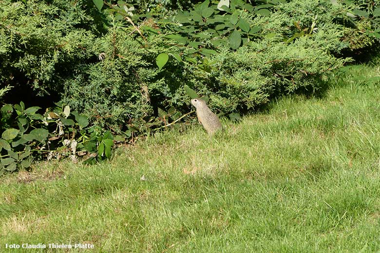 Europäischer Ziesel am 28. August 2020 außerhalb der Eingewöhnungs-Anlage im Grünen Zoo Wuppertal (Foto Claudia Thielen-Platte)