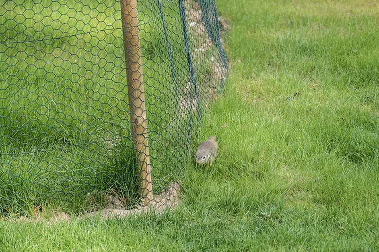 Europäischer Ziesel am 28. August 2020 außerhalb der Eingewöhnungs-Anlage im Wuppertaler Zoo