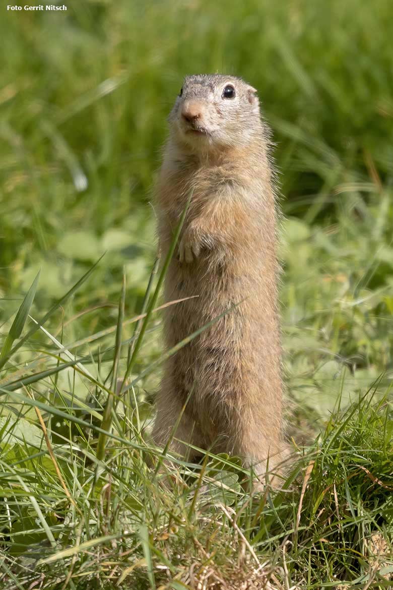 Europäischer Ziesel am 1. September 2020 auf der Außenanlage im Grünen Zoo Wuppertal (Foto Gerrit Nitsch)