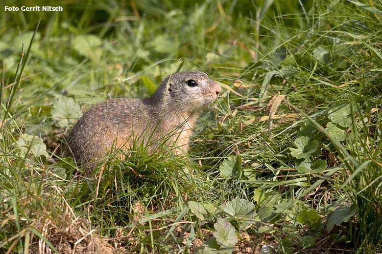 Europäischer Ziesel am 1. September 2020 auf der Außenanlage im Zoologischen Garten Wuppertal (Foto Gerrit Nitsch)