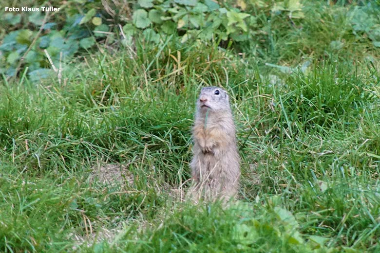 Europäischer Ziesel am 18. September 2020 auf der Außenanlage im Wuppertaler Zoo (Foto Klaus Tüller)