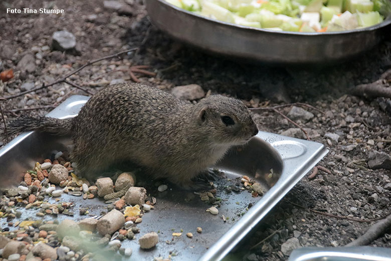 Europäischer Ziesel am 14. April 2024 im Innengehege im Affen-Haus im Grünen Zoo Wuppertal (Foto Tina Stumpe)