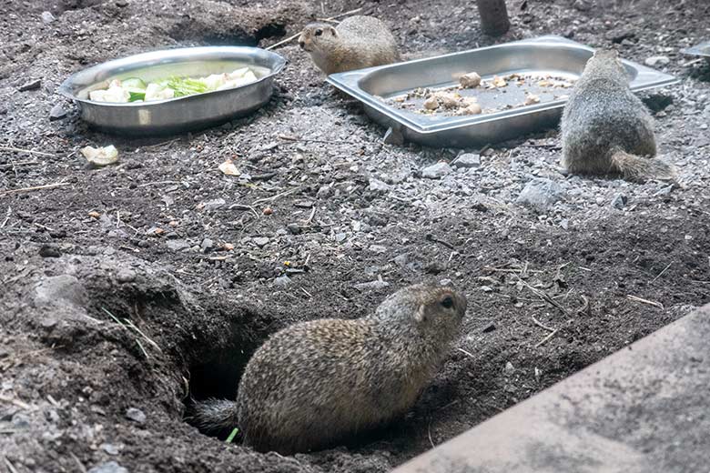 Europäische Ziesel am 3. Juni 2024 im Innengehege im Affen-Haus im Grünen Zoo Wuppertal