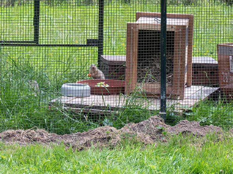 Europäischer Ziesel am 4. Juni 2024 im Drahtkäfig auf der Wiese am Blumenrondell im Grünen Zoo Wuppertal