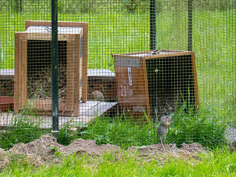 Europäische Ziesel am 4. Juni 2024 im Drahtkäfig auf der Wiese am Blumenrondell im Zoologischen Garten Wuppertal