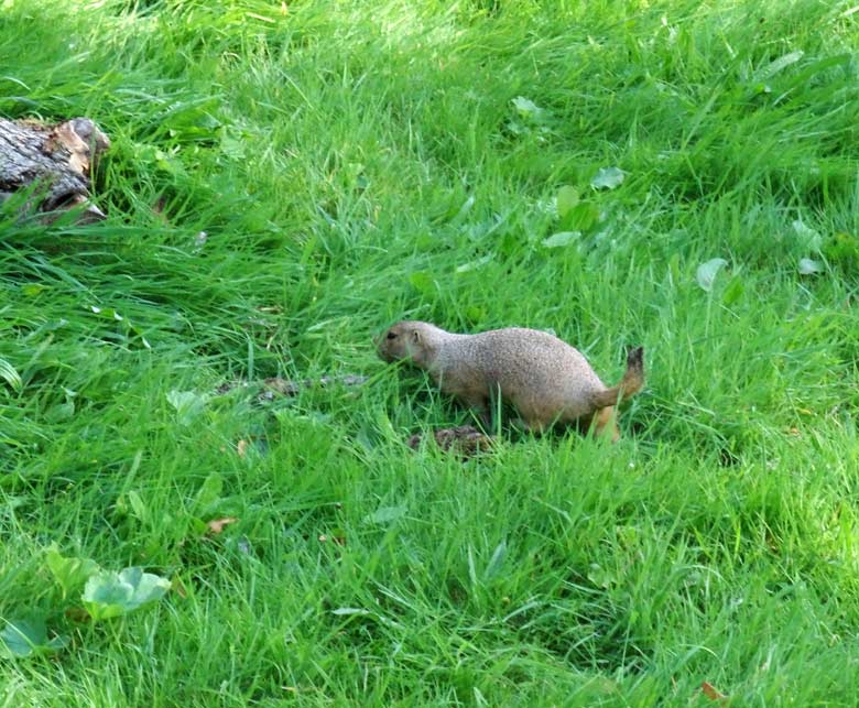 Schwarzschwanz-Präriehund am 8. September 2016 auf der neuen Präriehund-Anlage auf der sogenannten Vogelwiese im Grünen Zoo Wuppertal