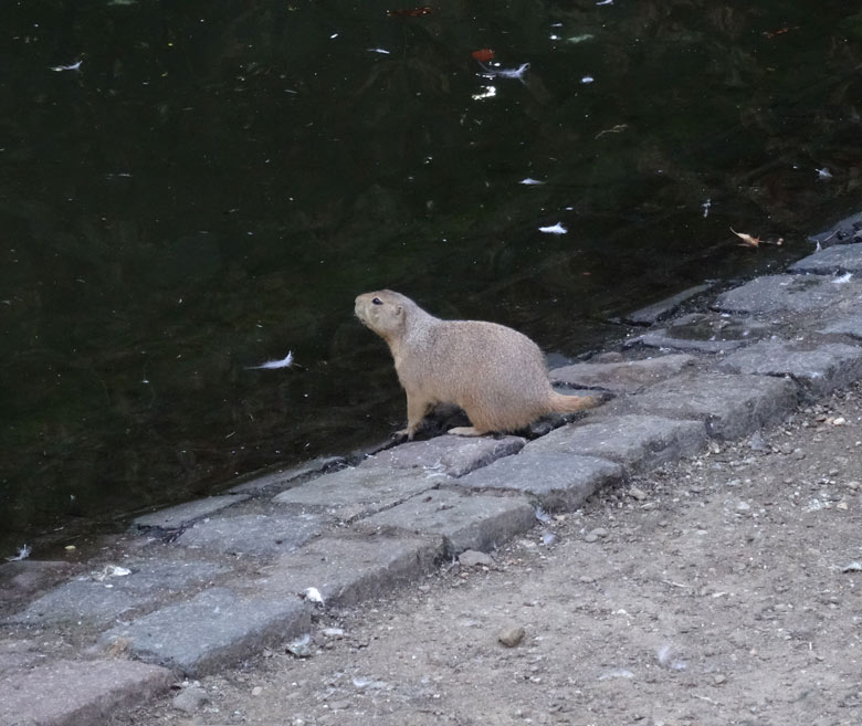 Schwarzschwanz-Präriehund am 8. September 2016 am Wassergeflügel-Teich an der sogenannten Vogelwiese im Zoo Wuppertal