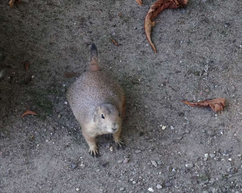 Schwarzschwanz-Präriehund am 8. September 2016 im Zoologischen Garten der Stadt Wuppertal