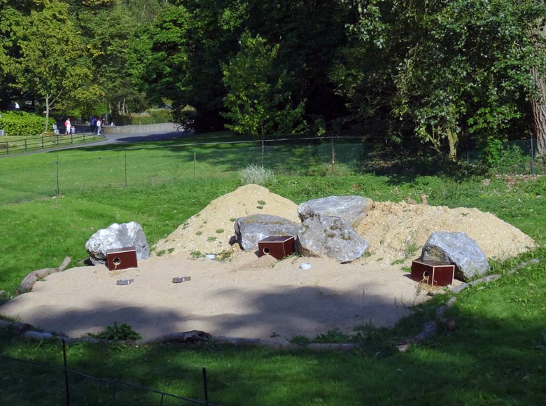 Schwarzschwanz-Präriehund am 8. September 2016 auf der neuen Präriehund-Anlage auf der sogenannten Vogelwiese im Grünen Zoo Wuppertal