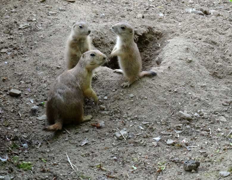 Schwarzschwanz-Präriehund-Mutter mit zwei Jungtieren am 16. Mai 2017 an einer Erdhöhle im Wuppertaler Zoo