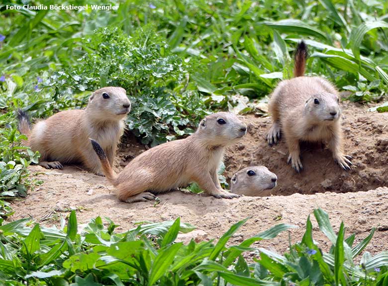 Schwarzschwanz-Präriehunde am 23. Mai 2017 auf der Außenanlage in der Nähe des Blumenrondells im Grünen Zoo Wuppertal (Foto Claudia Böckstiegel-Wengler)