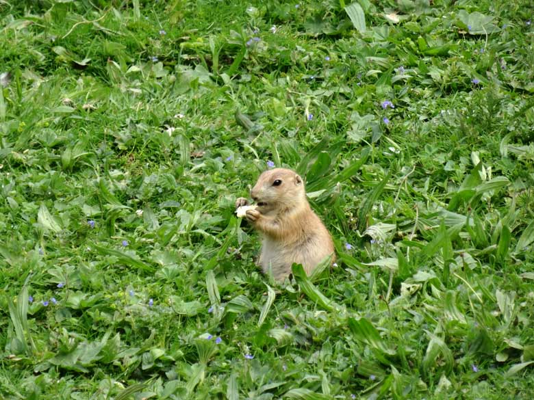 Schwarzschwanz-Präriehund-Jungtier am 23. Mai 2017 im Wuppertaler Zoo