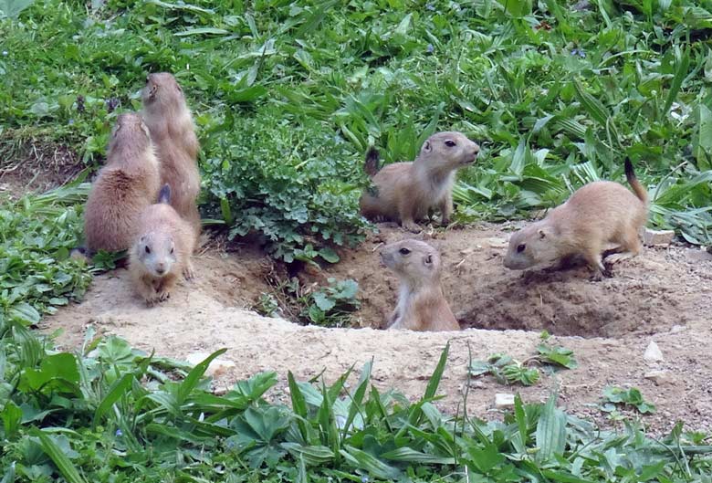 Sechs Schwarzschwanz-Präriehund-Jungtiere am 23. Mai 2017 im Wuppertaler Zoo