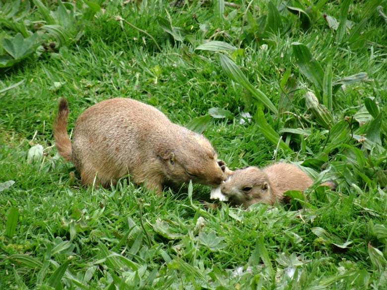 Schwarzschwanz-Präriehund mit Jungtier am 23. Mai 2017 im Zoo Wuppertal