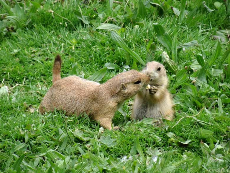 Schwarzschwanz-Präriehund mit Jungtier am 23. Mai 2017 im Wuppertaler Zoo