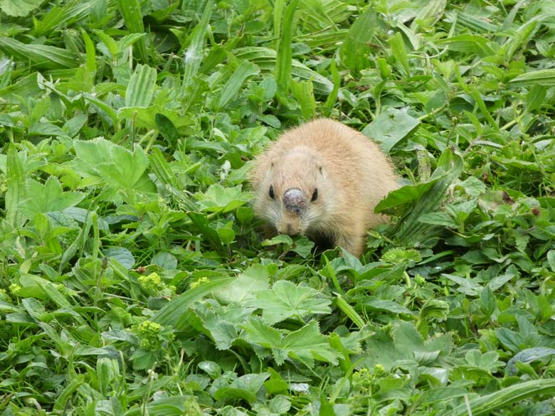 Schwarzschwanz-Präriehund am 11. Juni 2017 im Zoologischen Garten der Stadt Wuppertal