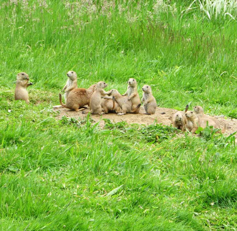 Schwarzschwanz-Präriehunde am 11. Juni 2017 im Grünen Zoo Wuppertal