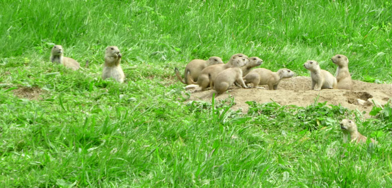 Schwarzschwanz-Präriehunde am 11. Juni 2017 im Wuppertaler Zoo