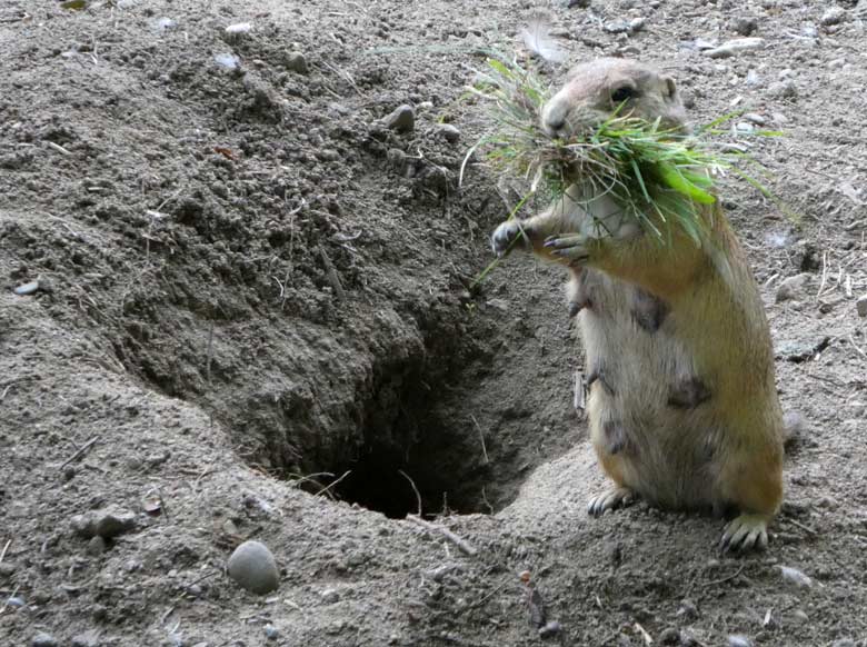 Schwarzschwanz-Präriehund am 11. Juni 2017 im Wuppertaler Zoo