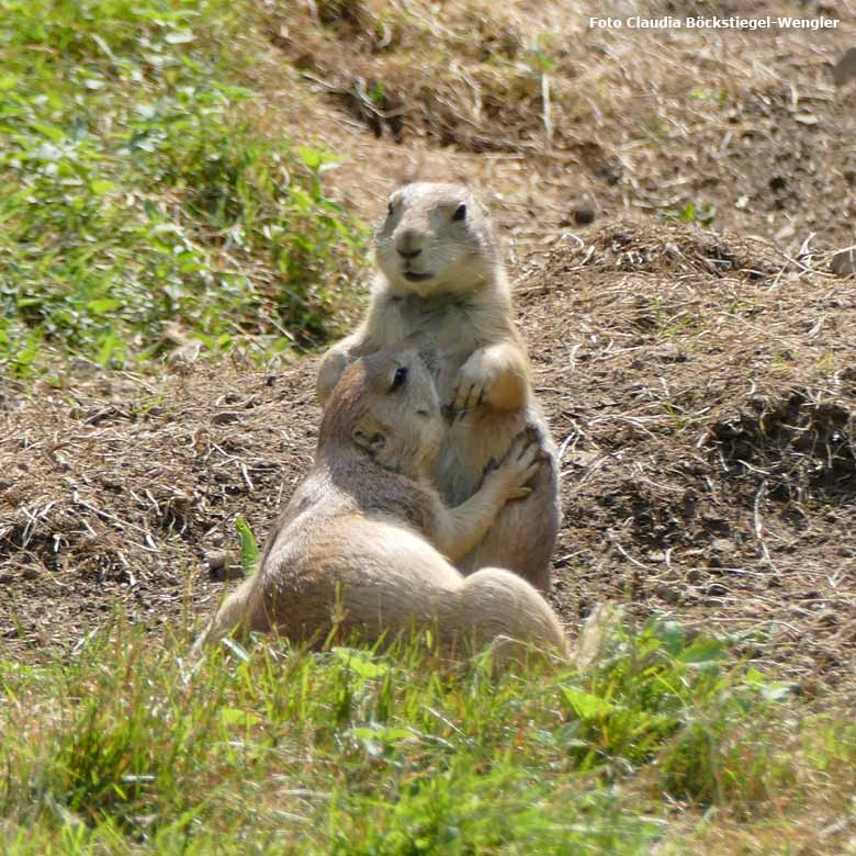 Schwarzschwanz-Präriehunde am 14. Juli 2017 im Zoologischen Garten der Stadt Wuppertal (Foto Claudia Böckstiegel-Wengler)