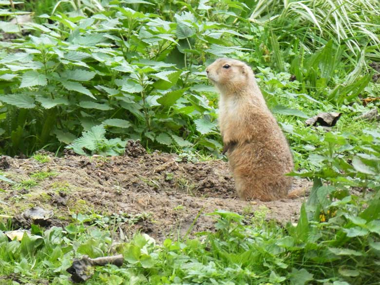 Schwarzschwanz-Präriehund am 20. Oktober 2017 auf der Außenanlage im Zoologischen Garten Wuppertal