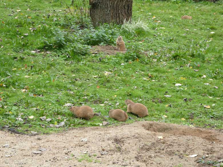 Schwarzschwanz-Präriehunde am 20. Oktober 2017 auf der Außenanlage im Grünen Zoo Wuppertal