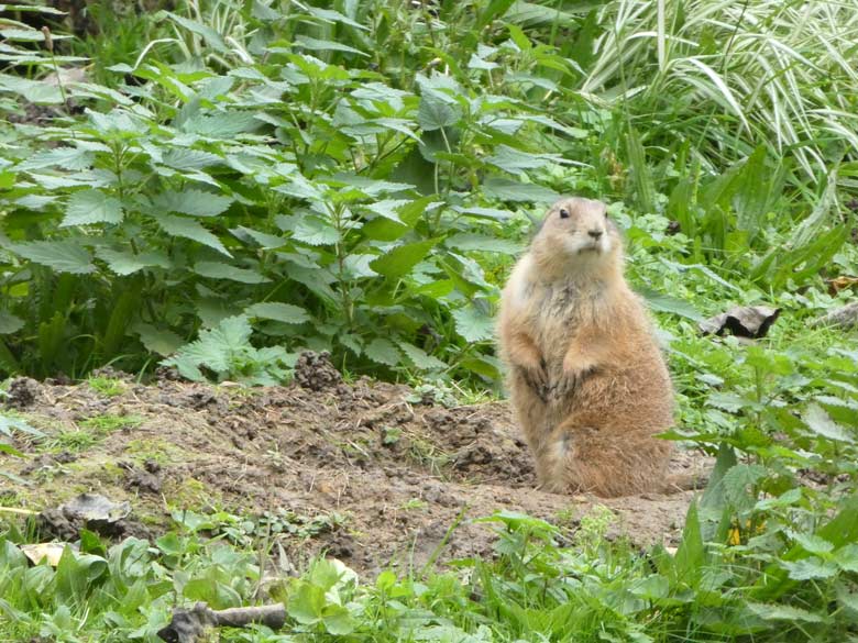 Schwarzschwanz-Präriehund am 20. Oktober 2017 auf der Außenanlage im Zoo Wuppertal