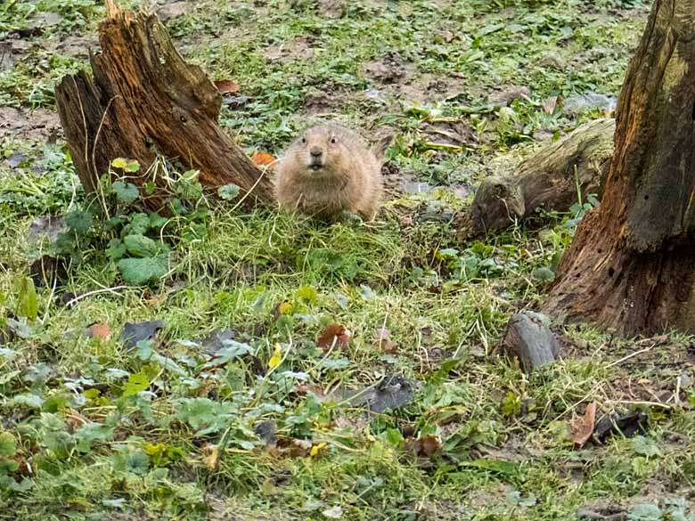 Schwarzschwanz-Präriehund am 6. Januar 2018 auf der Außenanlage am Blumenrondell im Grünen Zoo Wuppertal