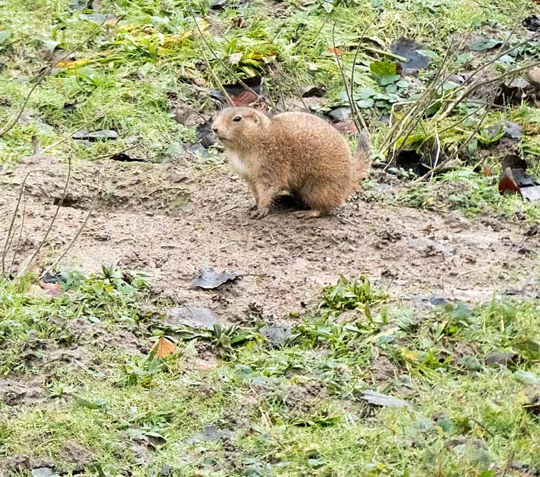 Schwarzschwanz-Präriehund am 6. Januar 2018 auf der Außenanlage am Blumenrondell im Zoolgischen Garten der Stadt Wuppertal