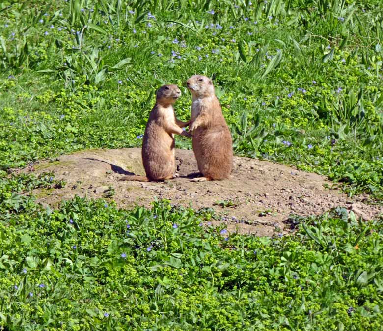 Schwarzschwanz-Präriehunde am 4. Mai 2018 im Grünen Zoo Wuppertal