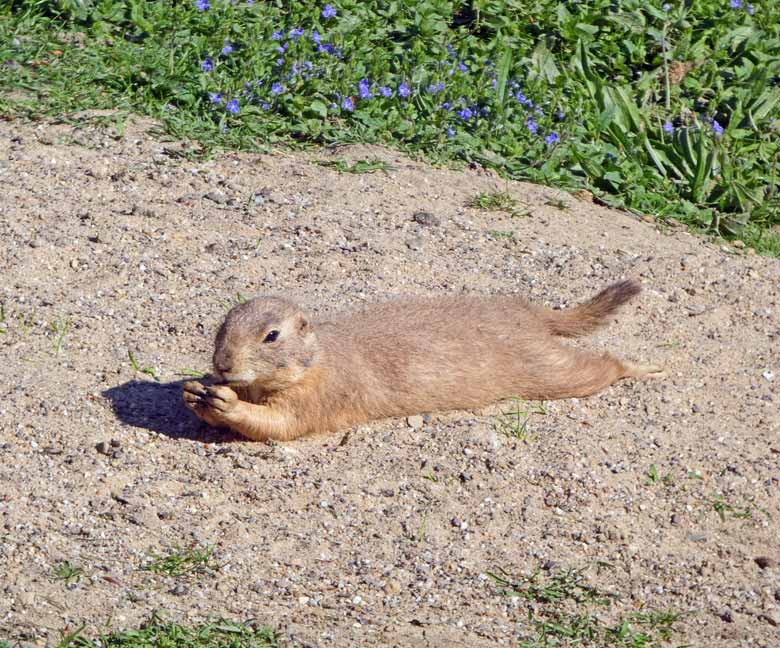 Schwarzschwanz-Präriehund am 4. Mai 2018 im Zoo Wuppertal