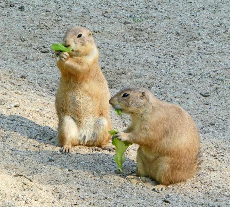 Schwarzschwanz-Präriehunde am 4. Mai 2018 im Zoologischen Garten der Stadt Wuppertal