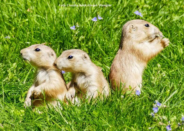 Junge Schwarzschwanz-Präriehunde am 7. Mai 2018 im Grünen Zoo Wuppertal (Foto Claudia Böckstiegel-Wengler)