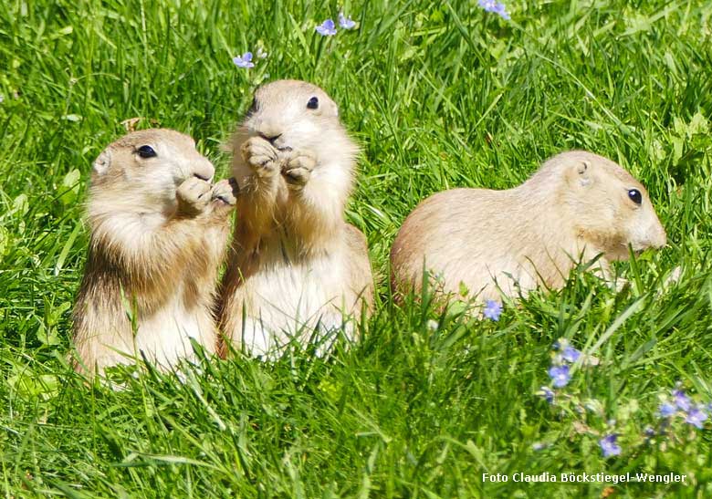 Junge Schwarzschwanz-Präriehunde am 7. Mai 2018 im Zoologischen Garten Wuppertal (Foto Claudia Böckstiegel-Wengler)