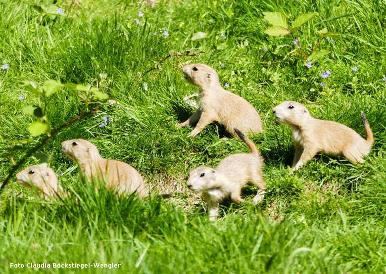 Fünf Schwarzschwanz-Präriehunde-Jungtiere am 7. Mai 2018 im Grünen Zoo Wuppertal (Foto Claudia Böckstiegel-Wengler)