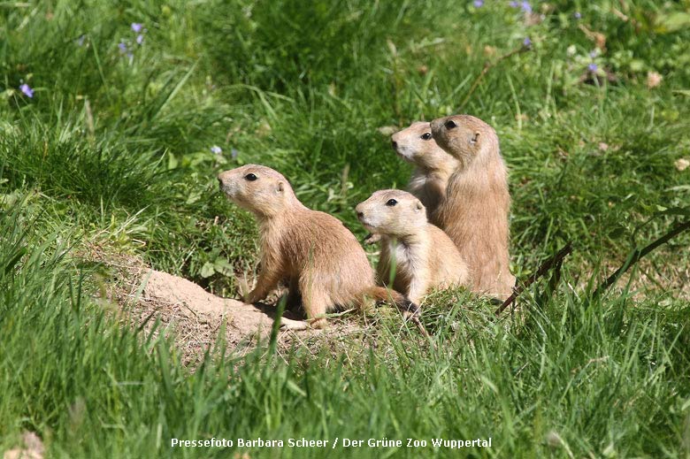 Schwarzschwanz-Präriehunde-Jungtiere am 8. Mai 2018 im Grünen Zoo Wuppertal (Pressefoto Barbara Scheer - Der Grüne Zoo Wuppertal)