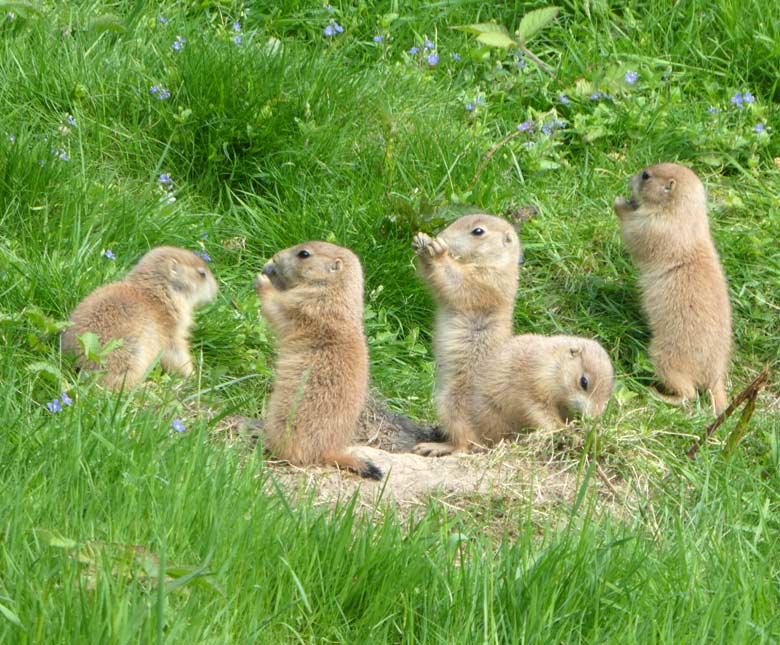 Fünf Schwarzschwanz-Präriehund-Jungtiere am 9. Mai 2018 im Zoologischen Garten Wuppertal