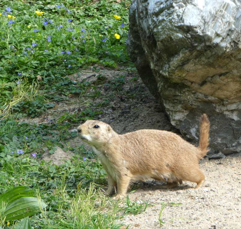 Schwarzschwanz-Präriehund-Mutter am 9. Mai 2018 im Grünen Zoo Wuppertal