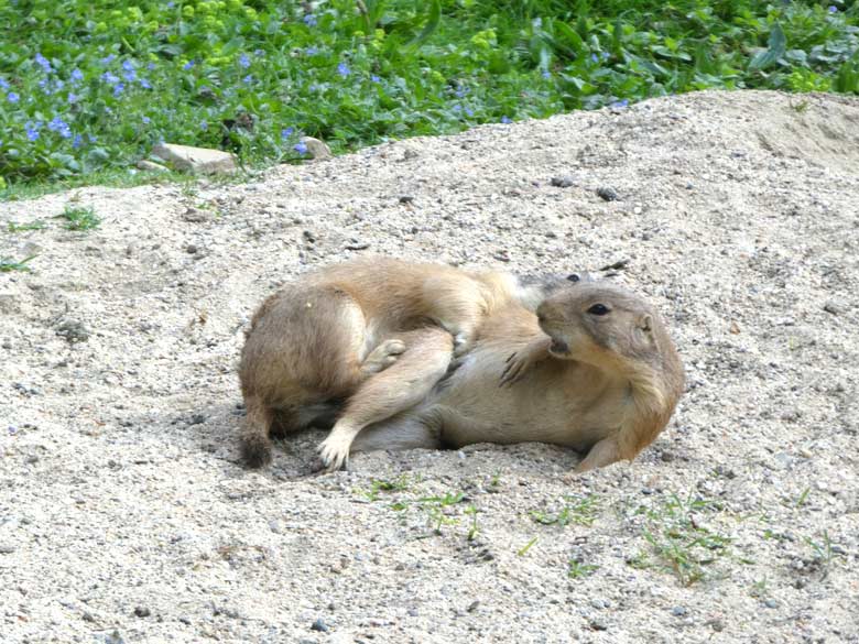 Anscheinend kopulierende adulte Schwarzschwanz-Präriehunde am 9. Mai 2018 im Zoologischen Garten der Stadt Wuppertal