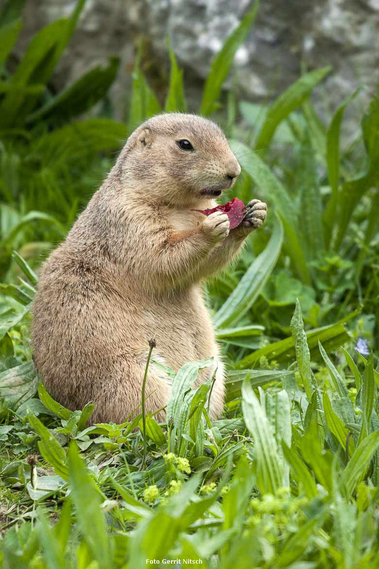 Schwarzschwanz-Präriehund am 11. Mai 2018 im Wuppertaler Zoo (Foto Gerrit Nitsch)