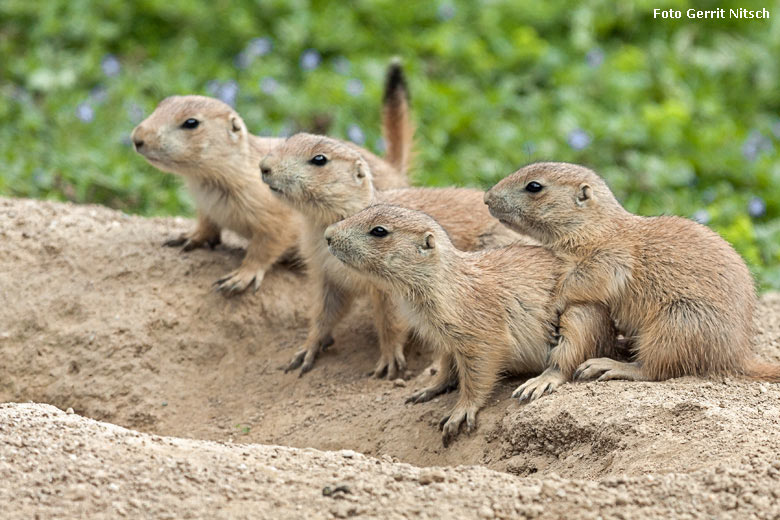 Schwarzschwanz-Präriehund-Jungtiere am 11. Mai 2018 im Grünen Zoo Wuppertal (Foto Gerrit Nitsch)