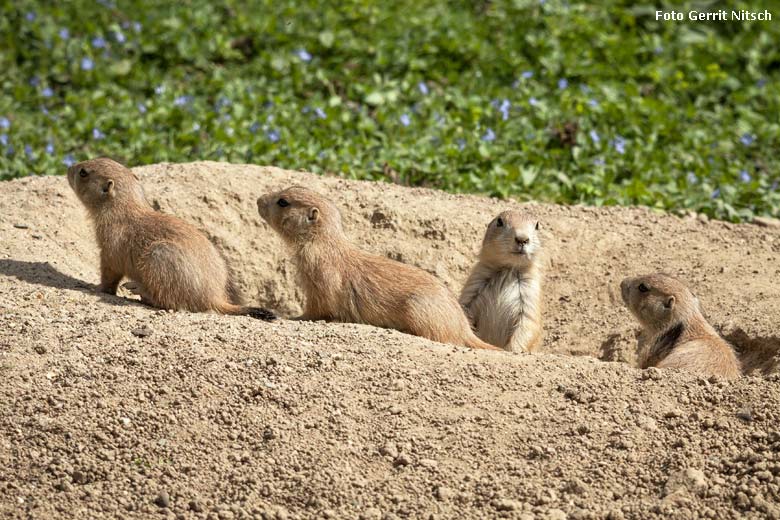 Schwarzschwanz-Präriehund-Jungtiere am 11. Mai 2018 im Zoologischen Garten der Stadt Wuppertal (Foto Gerrit Nitsch)