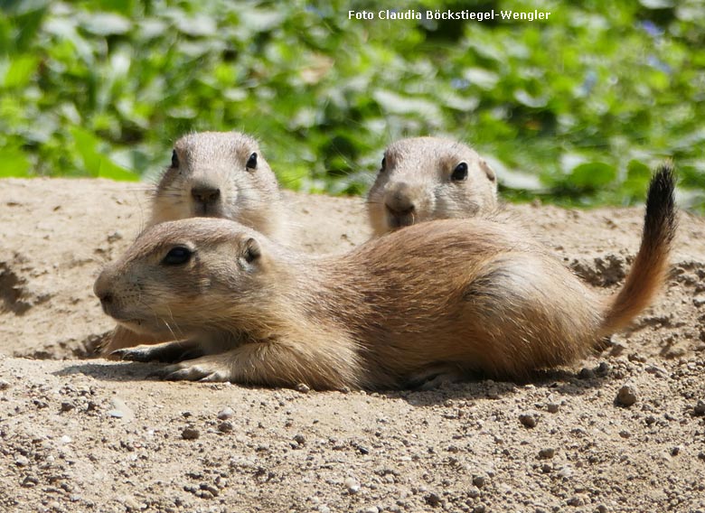 Schwarzschwanz-Präriehund-Jungtiere am 12. Mai 2018 im Wuppertaler Zoo (Foto Claudia Böckstiegel-Wengler)