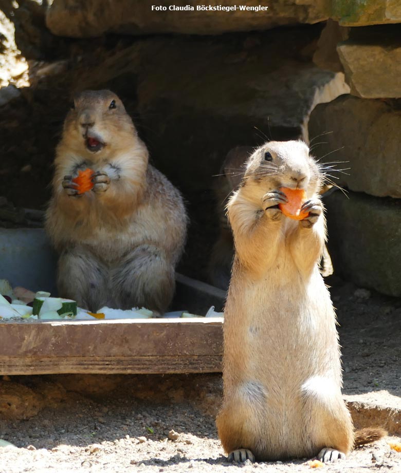 Schwarzschwanz-Präriehunde am 26. Mai 2018 im Zoologischen Garten der Stadt Wuppertal (Foto Claudia Böckstiegel-Wengler)